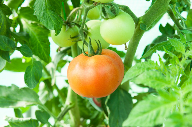 cara menanam tomat hidroponik © freepik.com