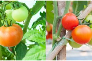 6 Cara menanam tomat hidroponik di rumah, mudah dan sederhana