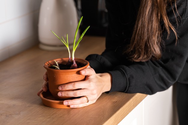 9 Tanaman pengusir ular paling ampuh, ada lidah mertua sampai lavender