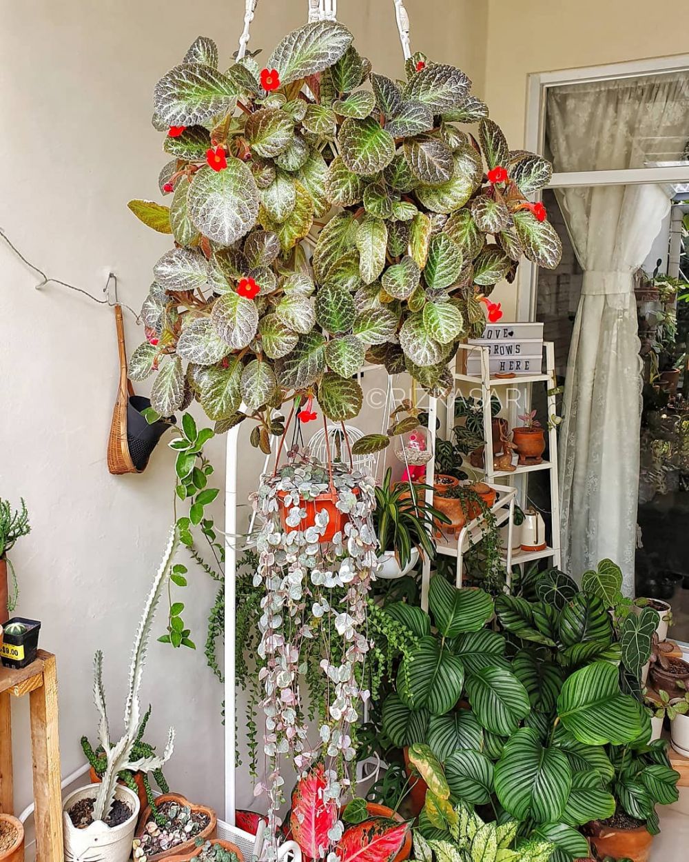 10 Jenis tanaman hias Episcia atau daun beludru, untuk dekorasi rumah