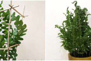 5 Tanaman hias daun keriting, unik dan indah dipandang