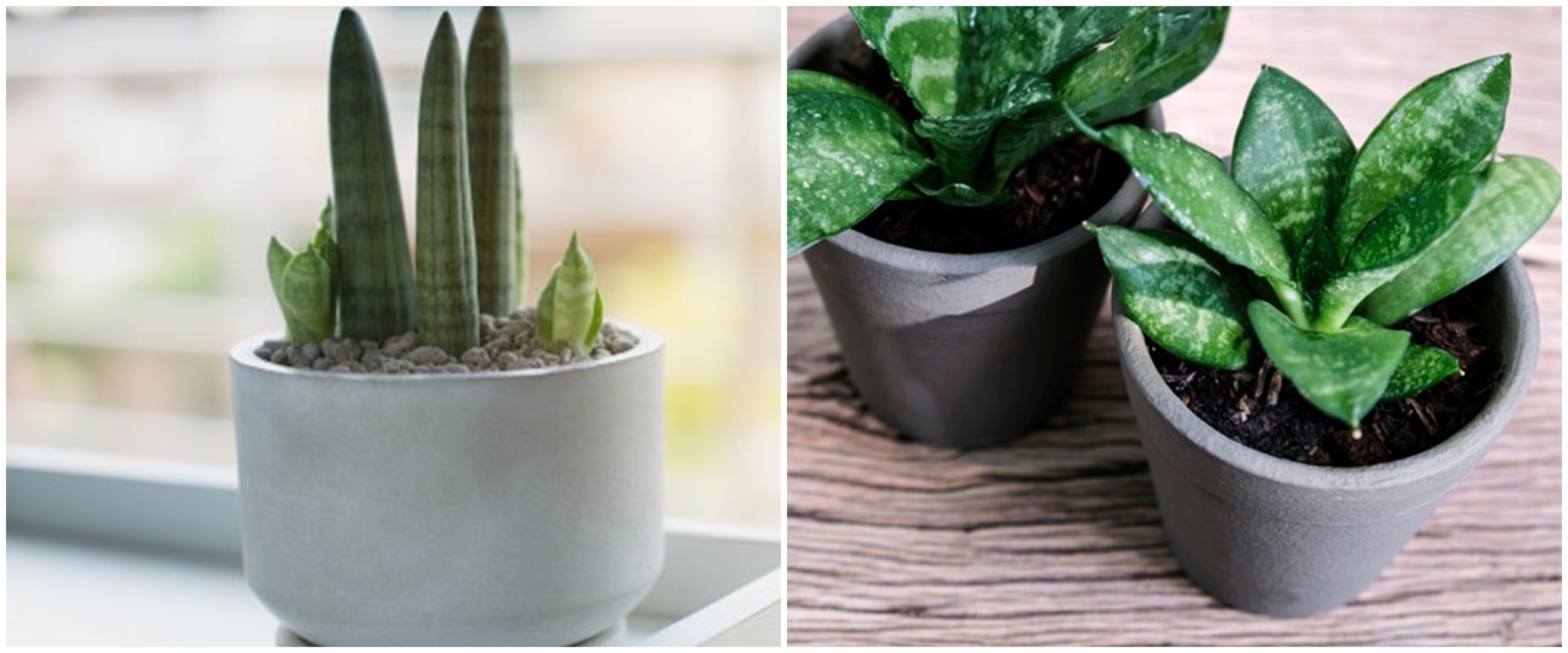 Gangguan dan penyakit pada lidah mertua, beserta cara mengatasinya