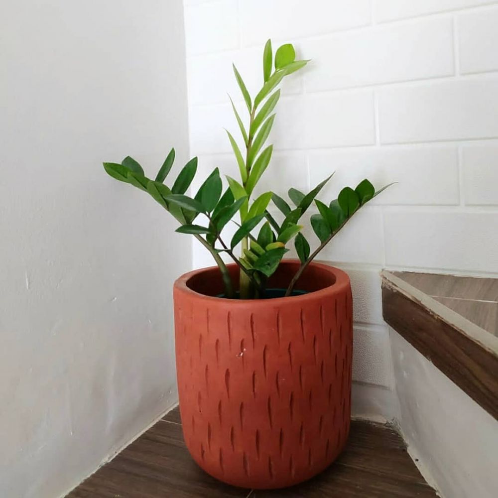 Fakta tanaman hias daun dolar dan cara merawatnya