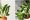 Fakta tanaman hias daun dolar dan cara merawatnya