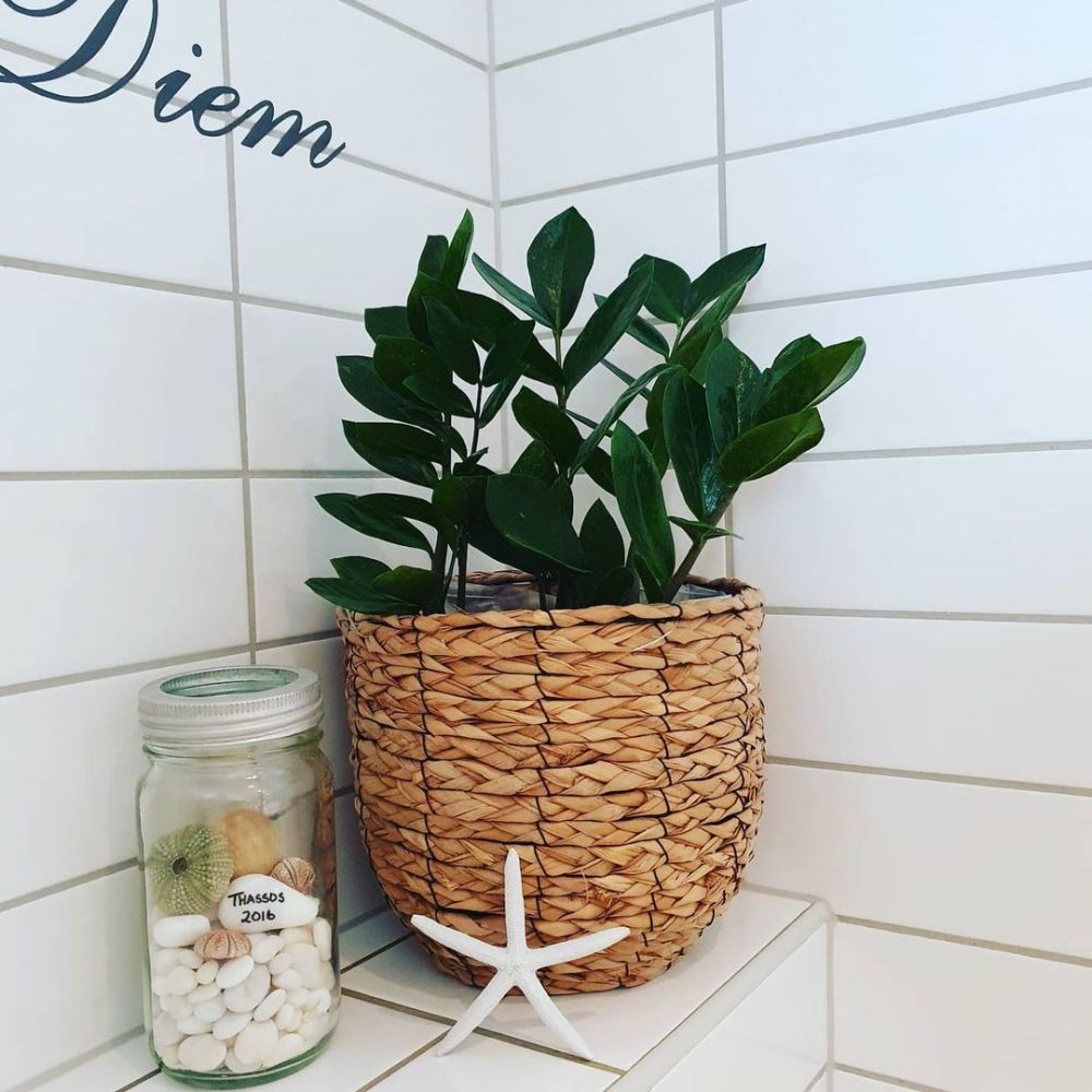 Cara merawat janda bolong zamia, tanaman hias dengan tampilan cantik