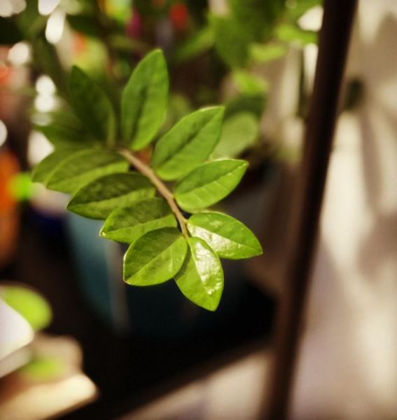 Cara merawat janda bolong zamia, tanaman hias dengan tampilan cantik