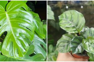 Harga 10 tanaman hias daun hijau, cantik dan terjangkau