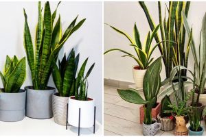 Lidah mertua beracun, simak gejala yang muncul dan cara mengatasinya