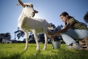 Supergoat, susu kambing asal Yogyakarta ini pas diminum saat pandemi