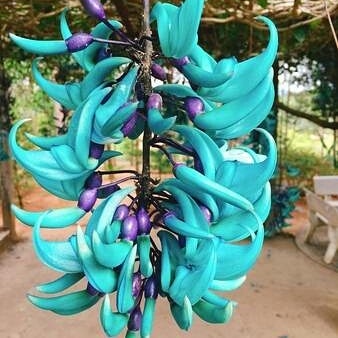 6 Jenis Tanaman Hias Langka Yang Cantik Dan Unik