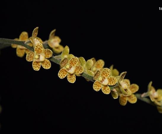 6 Jenis tanaman hias langka yang cantik dan unik