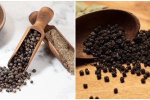 Cara menanam lada buat pemula, solusi untuk lahan sempit