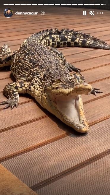 7 Momen Denny Cagur main dengan buaya di rumah, jadi sorotan