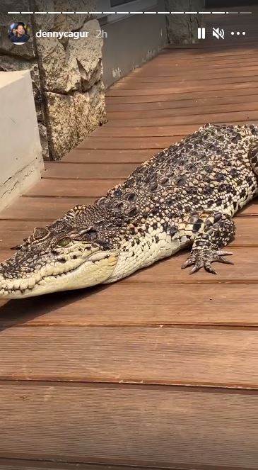 7 Momen Denny Cagur main dengan buaya di rumah, jadi sorotan