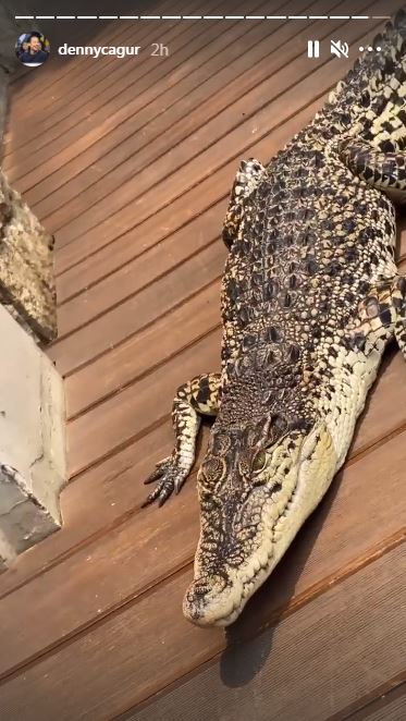 7 Momen Denny Cagur main dengan buaya di rumah, jadi sorotan