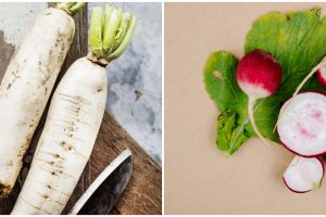 Cara menanam lobak hidroponik, lengkap dengan perawatannya