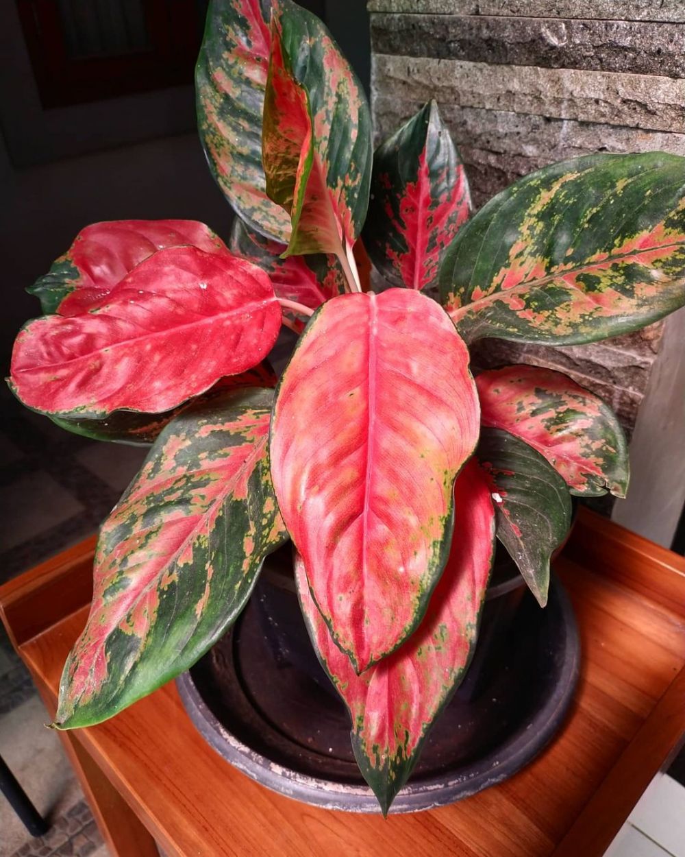 10 Tanaman hias gantung pembersih udara paling efektif