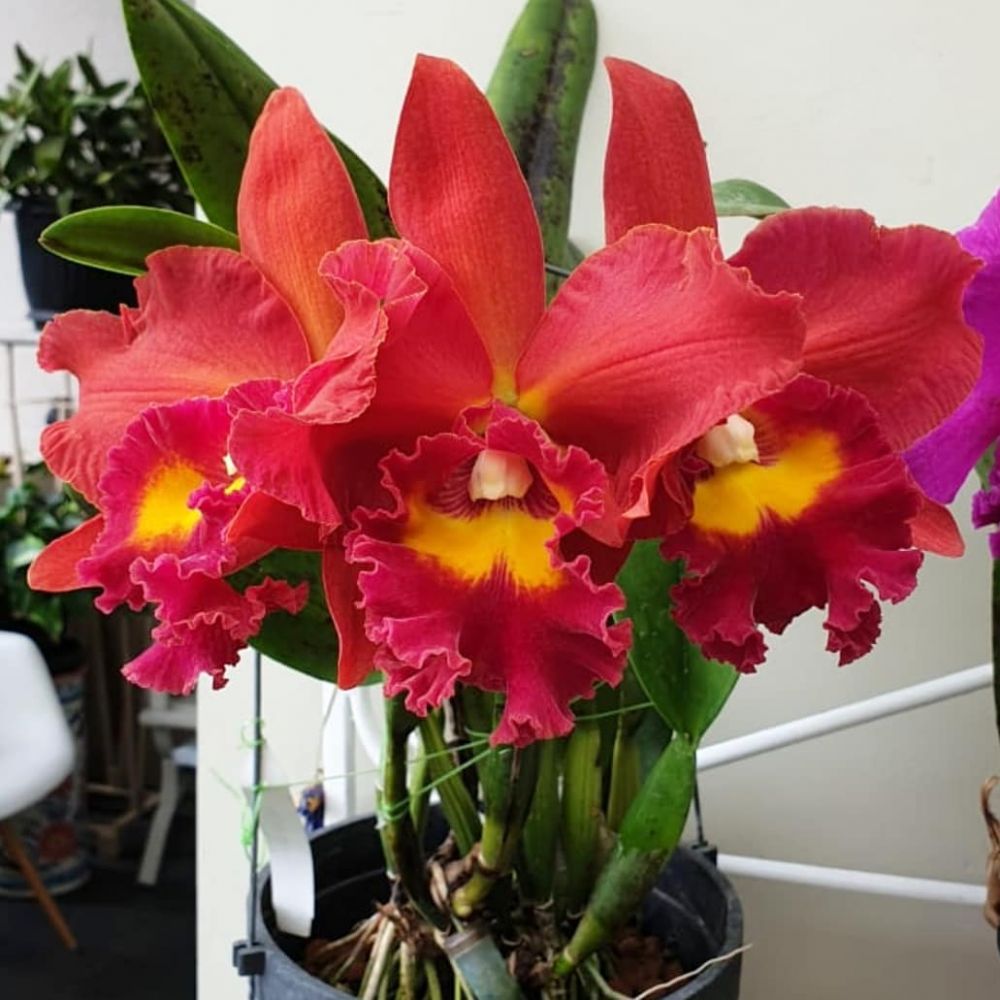 10 Tanaman hias gantung pembersih udara paling efektif