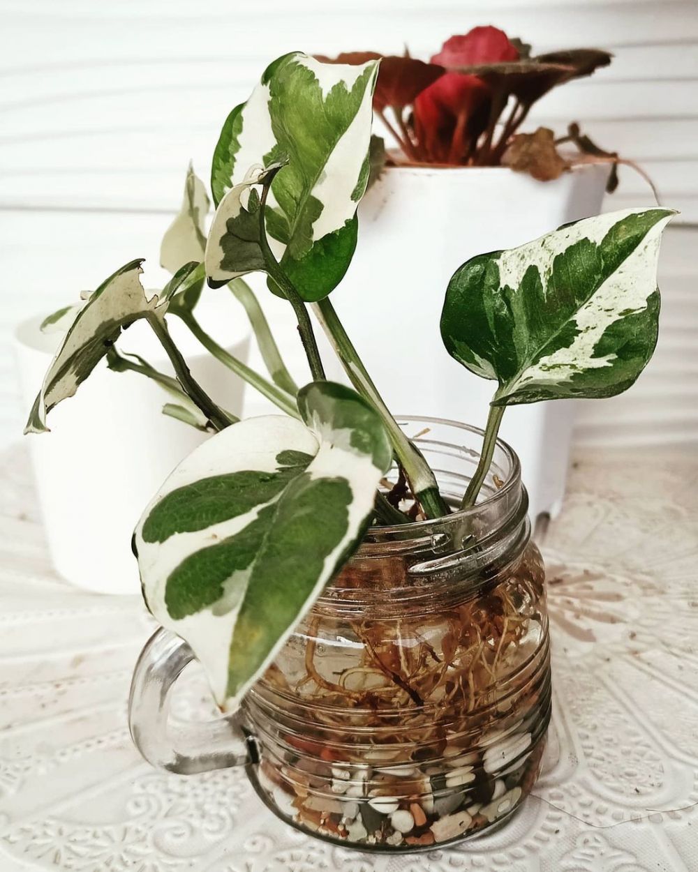 10 Tanaman hias gantung pembersih udara paling efektif