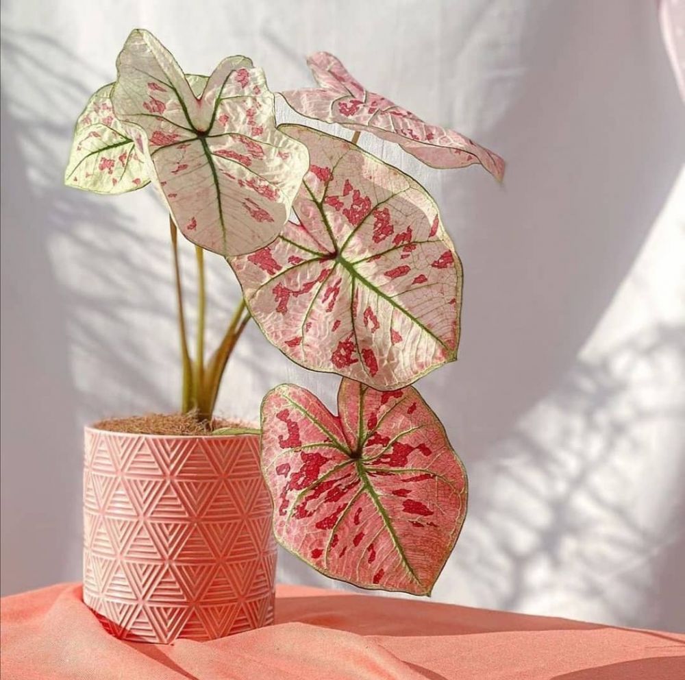 10 Tanaman hias daun pink, rumah menjadi indah dan asri