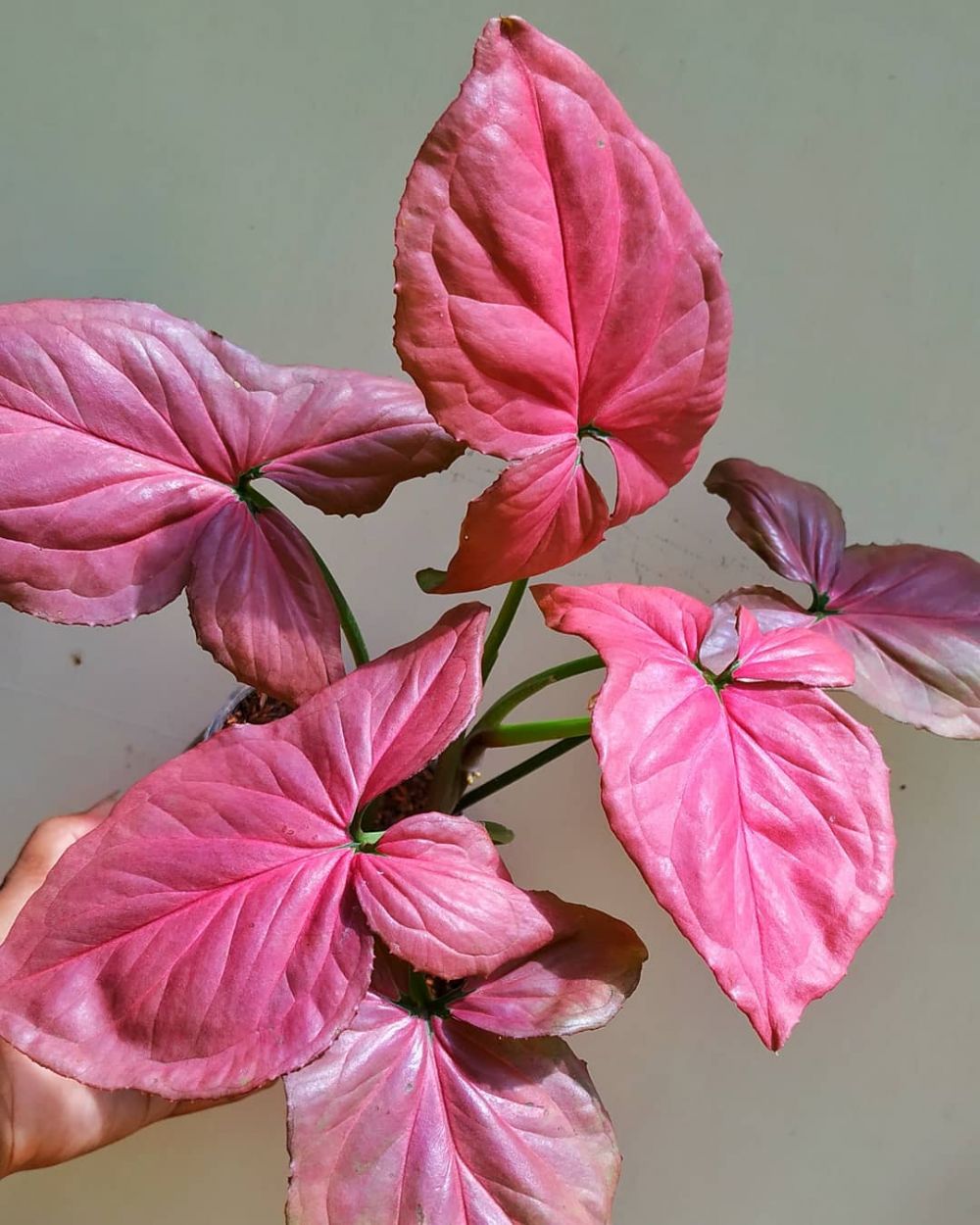 10 Tanaman hias daun pink, rumah menjadi indah dan asri