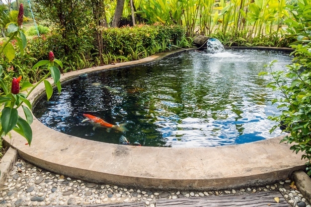 3 Tips merawat kolam ikan hias agar selalu bersih dan bebas bocor