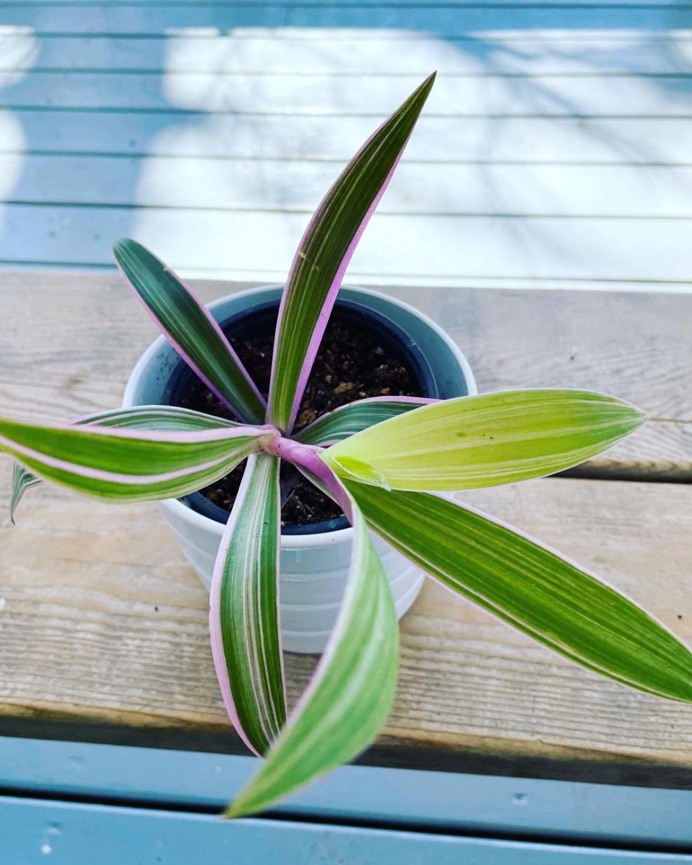 Cara menanam dan merawat tanaman hias gantung tradescantia zebrina