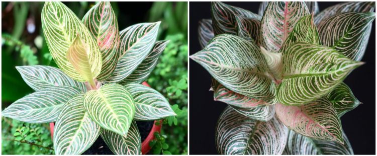 Cara Menanam Bunga Aglonema Golden Hope Mudah Dan Simpel