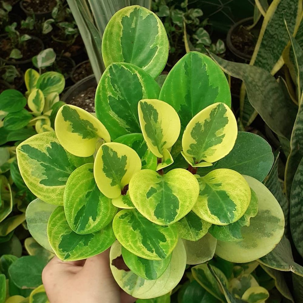 10 Tanaman hias daun semangka Peperomia, cantik dan mudah dirawat