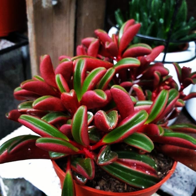 10 Tanaman hias daun semangka Peperomia, cantik dan mudah dirawat