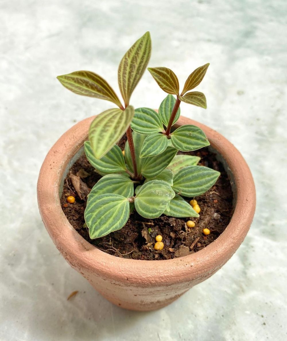 10 Tanaman hias daun semangka Peperomia, cantik dan mudah dirawat