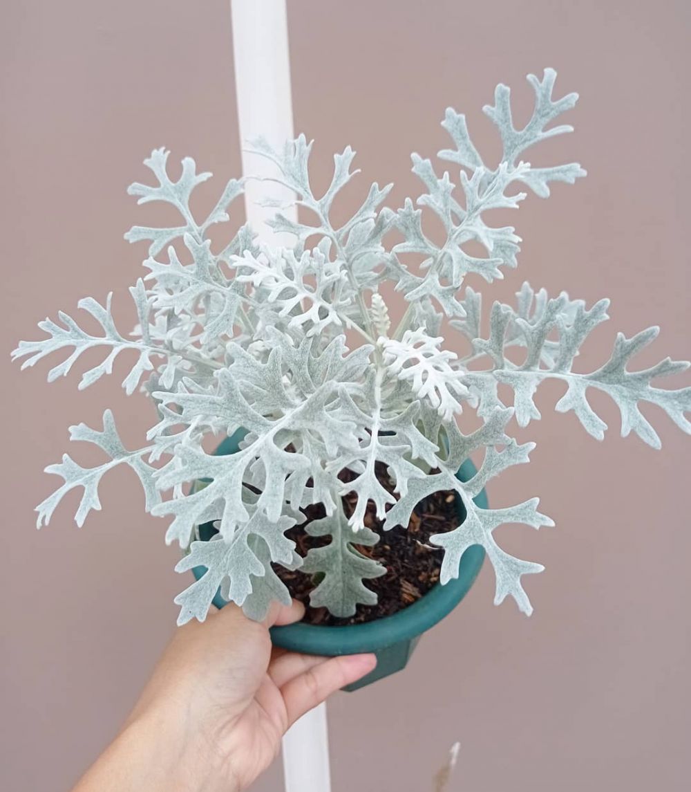 5 Tanaman hias daun perak yang eksotis, rumah jadi lebih cantik