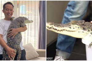8 Momen Denny Cagur bawa buaya ke rumah, bikin heboh