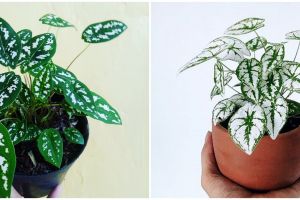 Mengenal keladi liliput, tanaman hias mini mempercantik ruangan