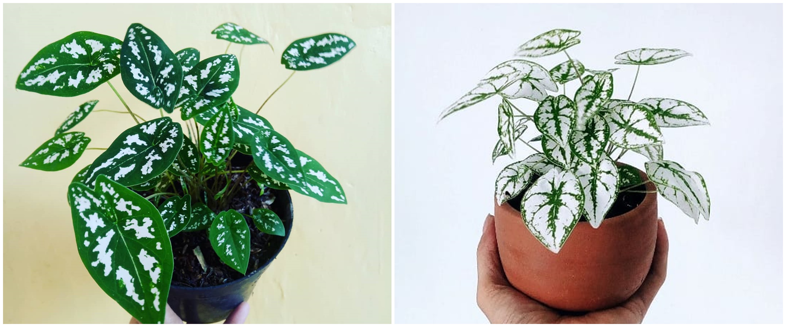 Mengenal keladi liliput, tanaman hias mini mempercantik ruangan