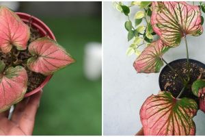 Mengenal keladi infinity merah dan cara merawatnya