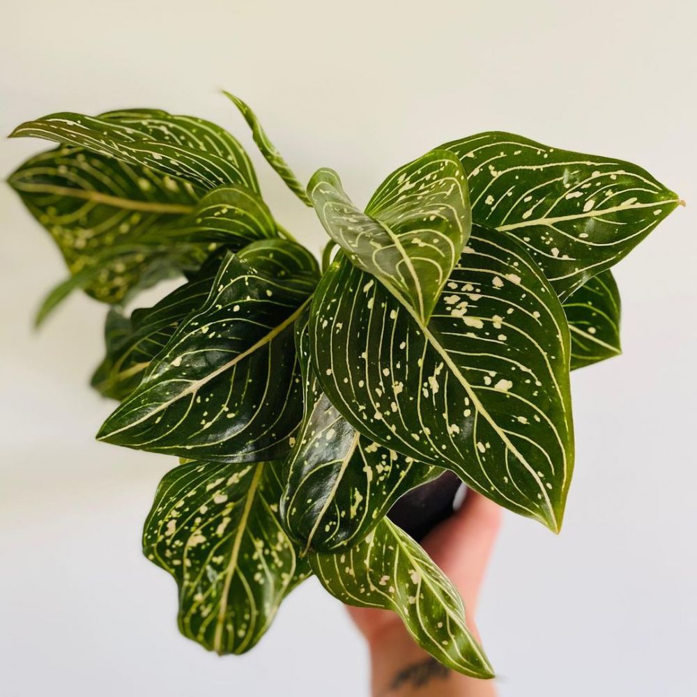 Masalah pada aglonema yang kerap muncul, terjadi pada daun hingga akar