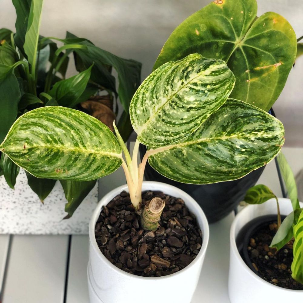 Masalah pada aglonema yang kerap muncul, terjadi pada daun hingga akar