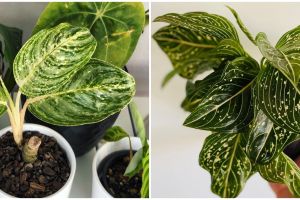 Masalah pada aglonema yang kerap muncul, terjadi pada daun hingga akar