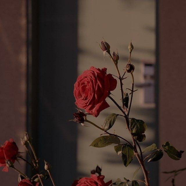 5 Tanaman hias berduri, cantik untuk pagar rumah