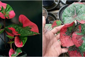 Cara merawat keladi merah baret agar subur dan rimbun