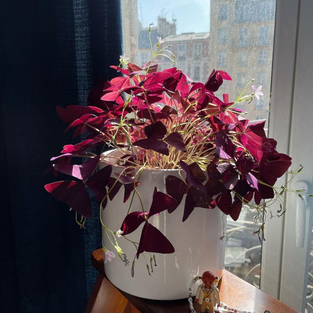 Cara merawat tanaman hias daun kupu kupu, cantik dan eksotis