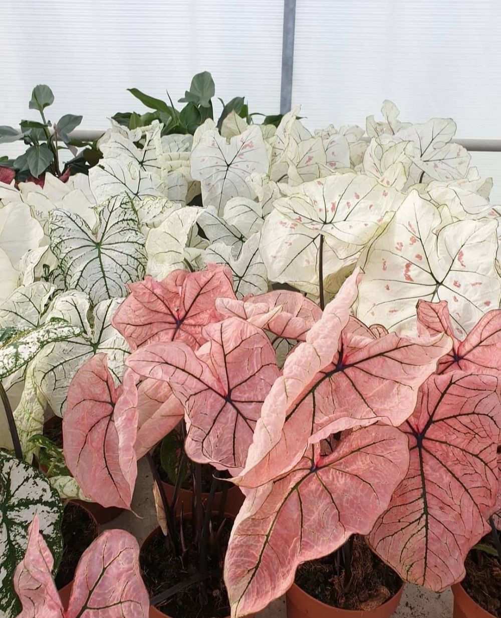 10 Jenis tanaman hias daun yang paling ramai dicari, termasuk keladi