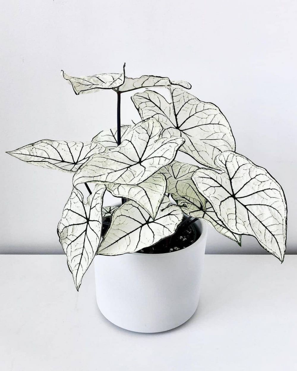 Cara merawat tanaman keladi di area indoor, perhatikan pilihan lokasi