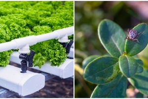 Permasalahan yang kerap muncul pada tanaman hidroponik dan solusinya