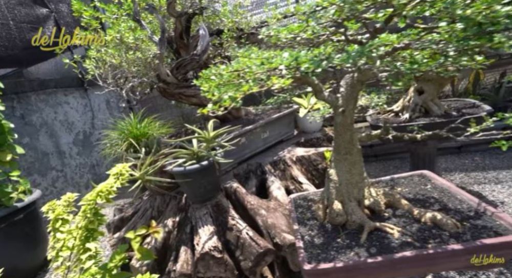 10 Potret koleksi tanaman hias di kebun Soimah, ada janda bolong