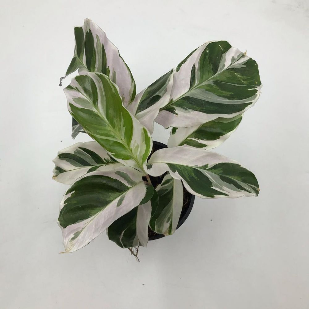 6 Jenis tanaman hias daun putih, indah dan perawatan mudah