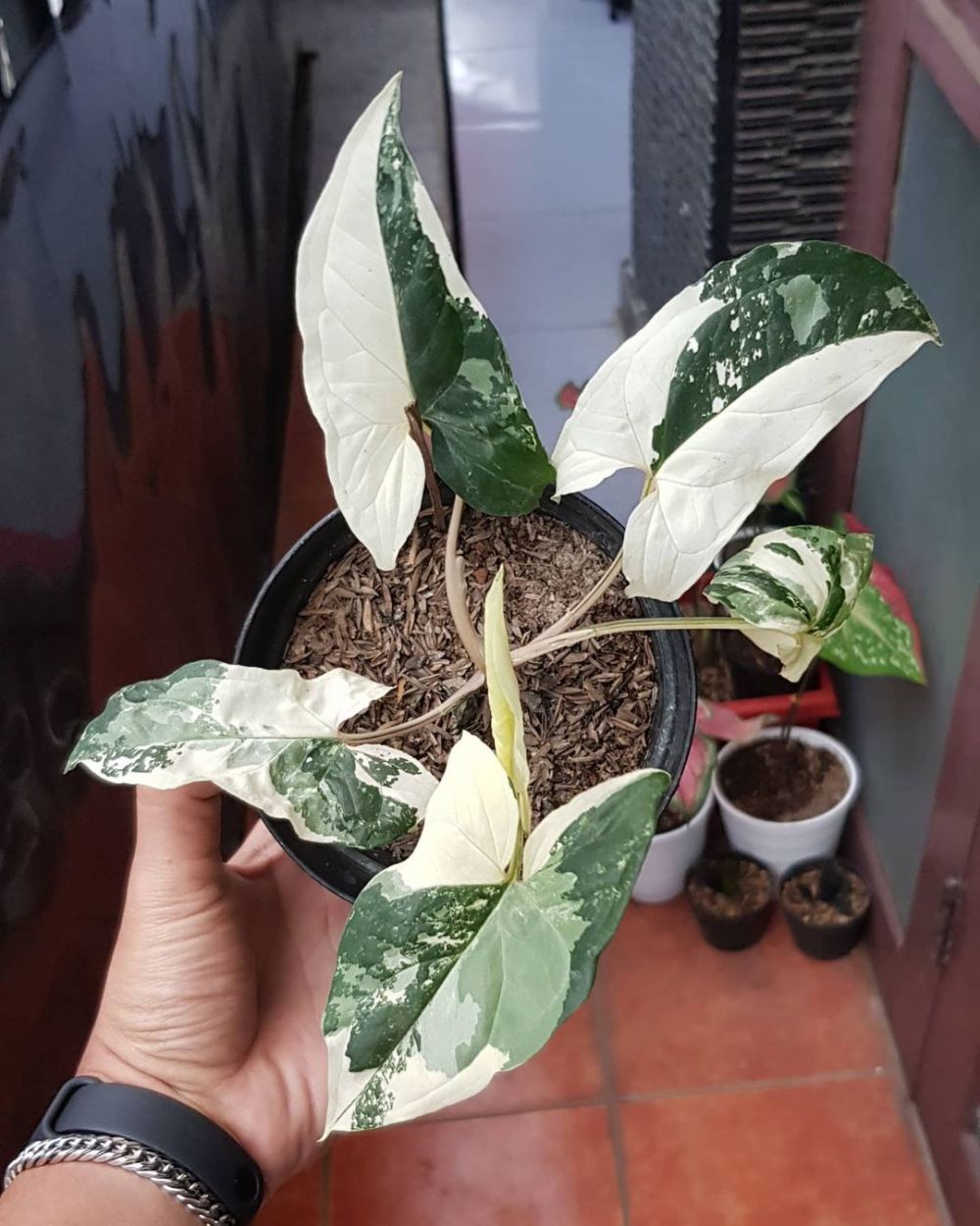 6 Jenis tanaman hias daun putih, indah dan perawatan mudah