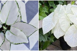 6 Jenis tanaman hias daun putih, indah dan perawatan mudah