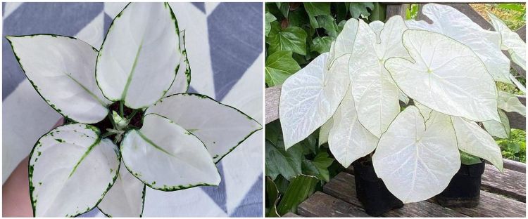 6 Jenis Tanaman Hias Daun Putih Indah Dan Perawatan Mudah